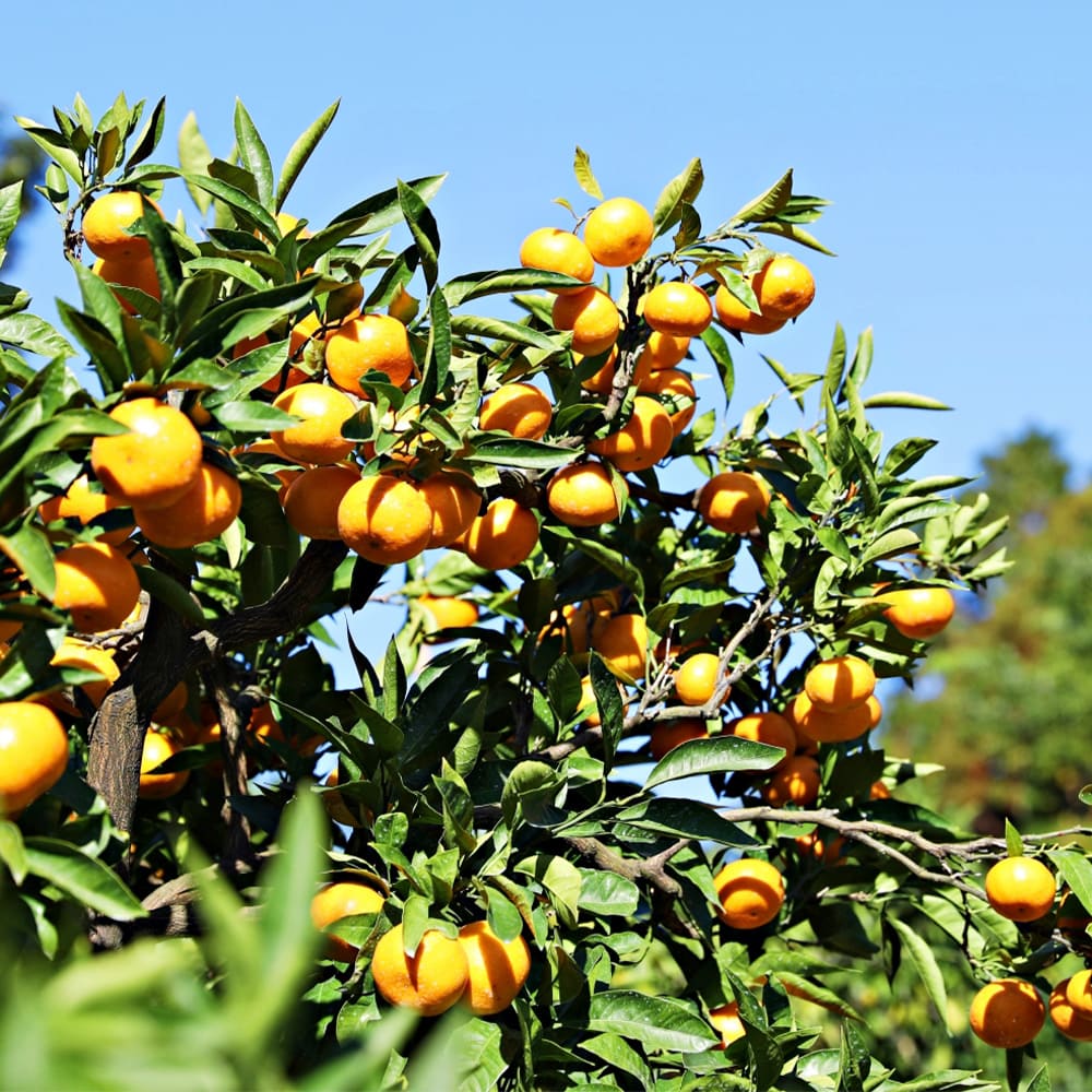 丁寧な育てた今おすすめの果物