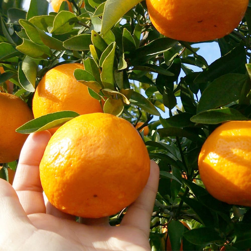 小さな農園だからできる細かな品質管理