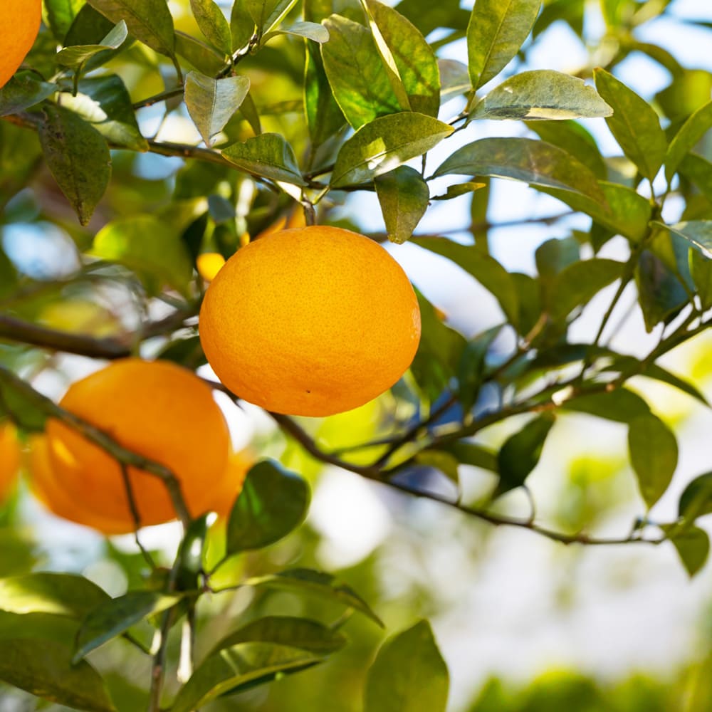 オンラインショップで手軽に