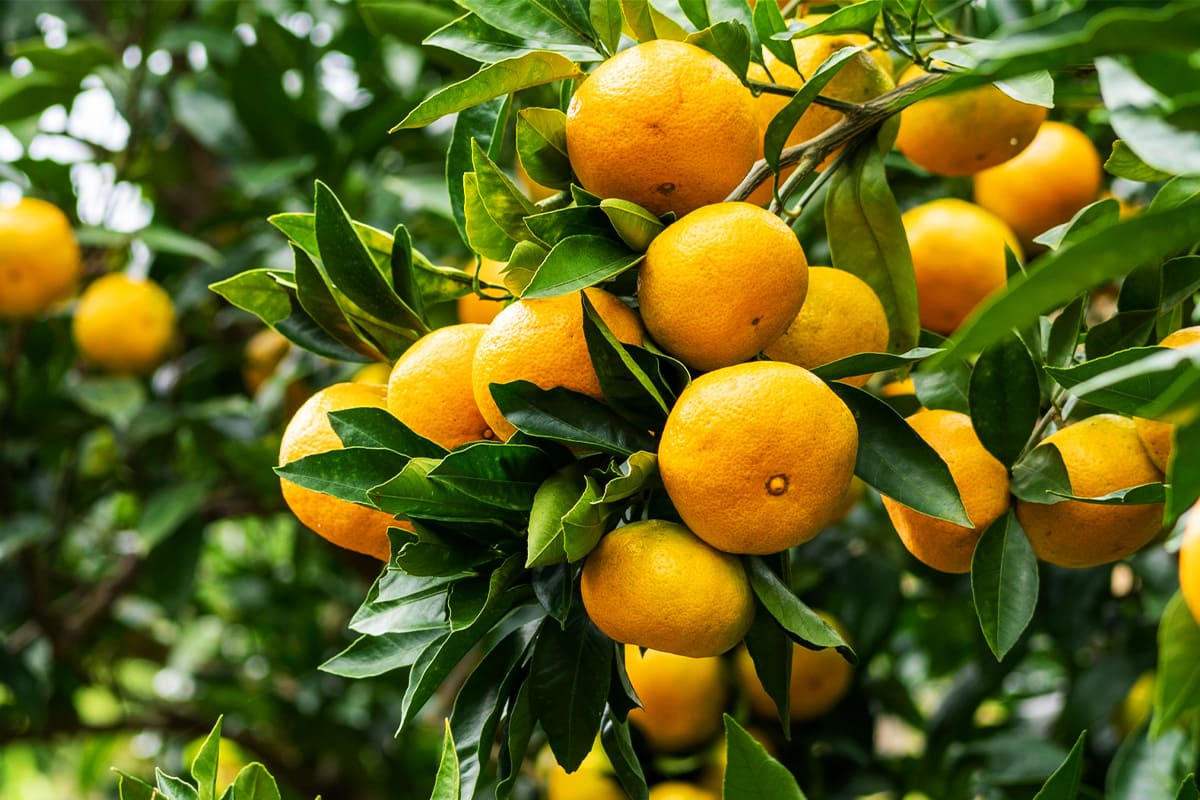 きただ農園の果物イメージ