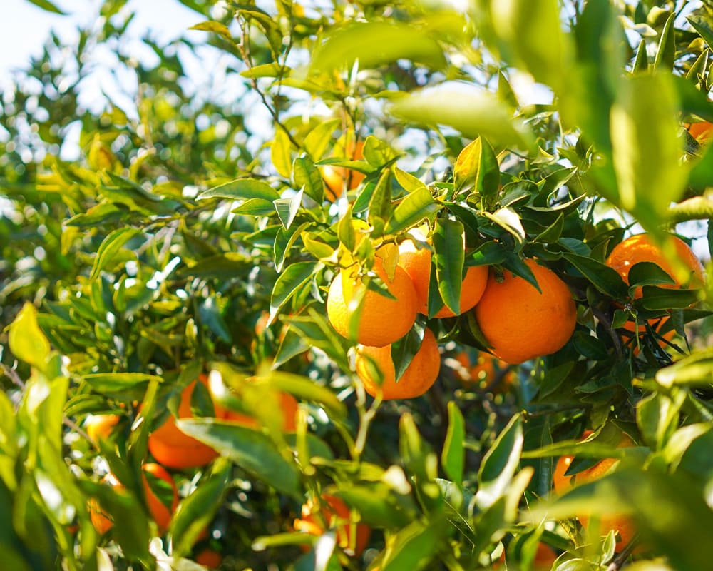 きただ農園の生産物イメージ